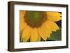 Yellow Sunflower-DLILLC-Framed Premium Photographic Print