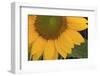 Yellow Sunflower-DLILLC-Framed Premium Photographic Print