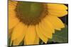 Yellow Sunflower-DLILLC-Mounted Premium Photographic Print