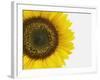 Yellow Sunflower-null-Framed Photographic Print