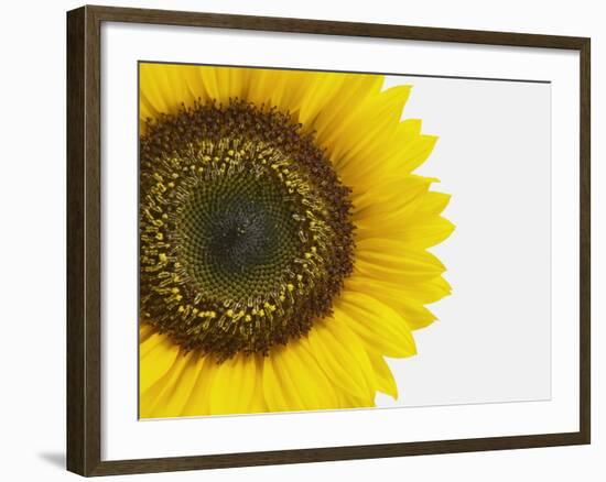 Yellow Sunflower-null-Framed Photographic Print