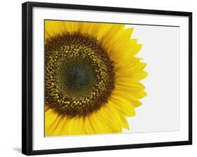 Yellow Sunflower-null-Framed Photographic Print