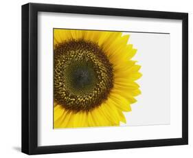 Yellow Sunflower-null-Framed Photographic Print