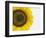 Yellow Sunflower-null-Framed Photographic Print