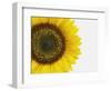 Yellow Sunflower-null-Framed Photographic Print