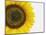 Yellow Sunflower-null-Mounted Photographic Print