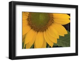 Yellow Sunflower-DLILLC-Framed Photographic Print