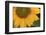 Yellow Sunflower-DLILLC-Framed Photographic Print