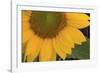 Yellow Sunflower-DLILLC-Framed Photographic Print