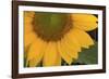 Yellow Sunflower-DLILLC-Framed Photographic Print