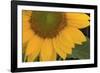 Yellow Sunflower-DLILLC-Framed Photographic Print