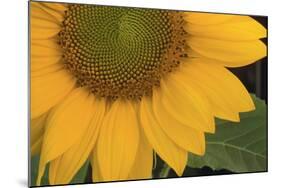 Yellow Sunflower-DLILLC-Mounted Photographic Print