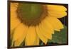 Yellow Sunflower-DLILLC-Framed Photographic Print