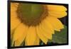 Yellow Sunflower-DLILLC-Framed Photographic Print