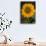 Yellow Sunflower-DLILLC-Photographic Print displayed on a wall