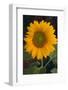 Yellow Sunflower-DLILLC-Framed Photographic Print