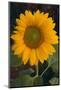 Yellow Sunflower-DLILLC-Mounted Photographic Print