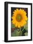 Yellow Sunflower-DLILLC-Framed Photographic Print