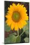 Yellow Sunflower-DLILLC-Mounted Photographic Print