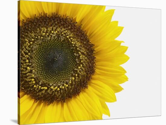 Yellow Sunflower-null-Stretched Canvas