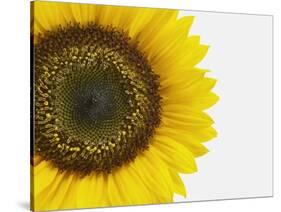 Yellow Sunflower-null-Stretched Canvas