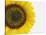 Yellow Sunflower-null-Stretched Canvas