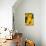 Yellow Sunflowers-Erin Berzel-Stretched Canvas displayed on a wall