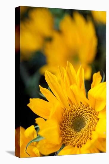 Yellow Sunflowers-Erin Berzel-Stretched Canvas