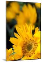 Yellow Sunflowers-Erin Berzel-Mounted Photographic Print