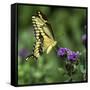 Yellow Swallowtail Butterfly-Dean Fikar-Framed Stretched Canvas