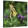 Yellow Swallowtail Butterfly-Dean Fikar-Stretched Canvas