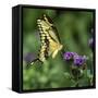 Yellow Swallowtail Butterfly-Dean Fikar-Framed Stretched Canvas