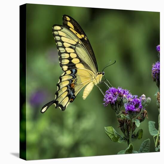 Yellow Swallowtail Butterfly-Dean Fikar-Stretched Canvas