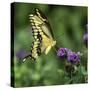 Yellow Swallowtail Butterfly-Dean Fikar-Stretched Canvas