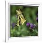 Yellow Swallowtail Butterfly-Dean Fikar-Framed Photographic Print