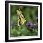 Yellow Swallowtail Butterfly-Dean Fikar-Framed Photographic Print