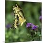 Yellow Swallowtail Butterfly-Dean Fikar-Mounted Photographic Print