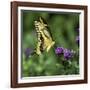 Yellow Swallowtail Butterfly-Dean Fikar-Framed Photographic Print