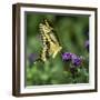 Yellow Swallowtail Butterfly-Dean Fikar-Framed Photographic Print