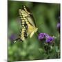 Yellow Swallowtail Butterfly-Dean Fikar-Mounted Photographic Print