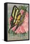 Yellow Swallowtail on Hollyhocks-null-Framed Stretched Canvas