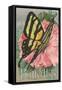 Yellow Swallowtail on Hollyhocks-null-Framed Stretched Canvas