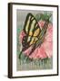 Yellow Swallowtail on Hollyhocks-null-Framed Art Print