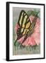 Yellow Swallowtail on Hollyhocks-null-Framed Art Print