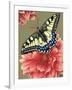 Yellow Swallowtail-Marilyn Barkhouse-Framed Art Print