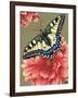 Yellow Swallowtail-Marilyn Barkhouse-Framed Art Print