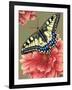 Yellow Swallowtail-Marilyn Barkhouse-Framed Art Print