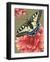 Yellow Swallowtail-Marilyn Barkhouse-Framed Art Print