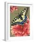 Yellow Swallowtail-Marilyn Barkhouse-Framed Art Print