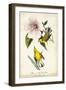 Yellow Swamp Warbler-John James Audubon-Framed Art Print